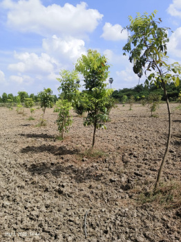  Agricultural Land for Sale in Melmaruvathur, Chennai