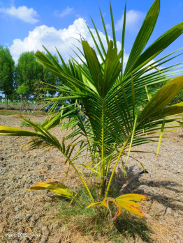  Agricultural Land for Sale in uthiramerur, Chennai, Chennai