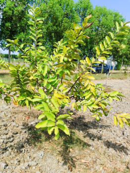  Agricultural Land for Sale in Uthramerur, Chennai