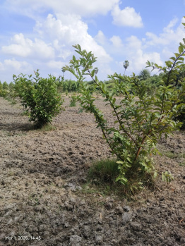 Agricultural Land for Sale in Chengalpet, Chennai