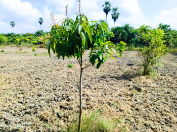  Agricultural Land for Sale in Melmaruvathur, Chennai