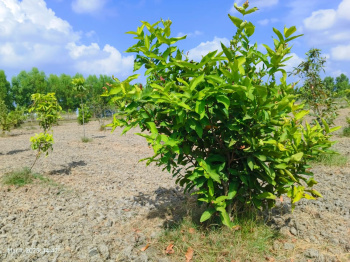  Agricultural Land for Sale in Melmaruvathur, Chennai