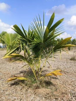  Agricultural Land for Sale in Madurantakam, Chennai