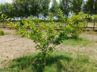  Agricultural Land for Sale in Chengalpet, Chennai