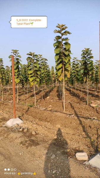 Agricultural Land 11000 Sq.ft. for Sale in Butibori, Nagpur
