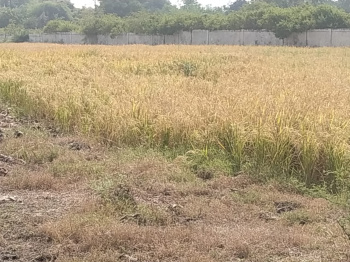  Agricultural Land for Sale in Hoshangabad Road, Bhopal