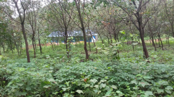  Residential Plot for Sale in Dodamarg, Sindhudurg
