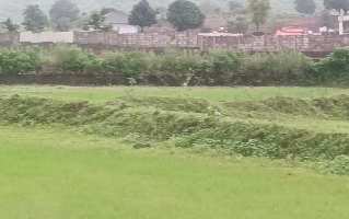  Agricultural Land for Sale in Pali, Raigad