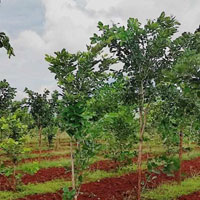  Agricultural Land for Sale in Kanigiri, Prakasam