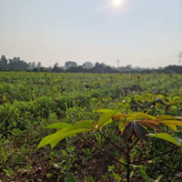  Agricultural Land for Sale in Muthur Road, Erode