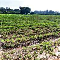  Agricultural Land for Sale in Kangayam, Erode