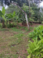  Residential Plot for Sale in Pukkattupady, Ernakulam