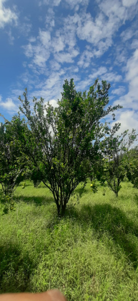  Agricultural Land 5 Acre for Sale in Narkhed, Nagpur