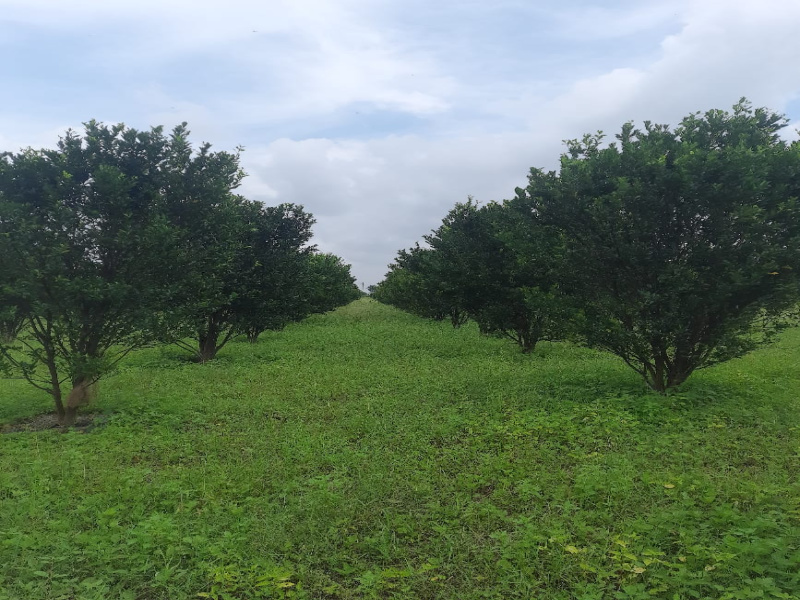  Agricultural Land 5 Acre for Sale in Narkhed, Nagpur
