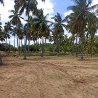  Agricultural Land for Sale in Bargur, Krishnagiri