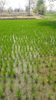  Agricultural Land for Sale in Bagodara, Ahmedabad