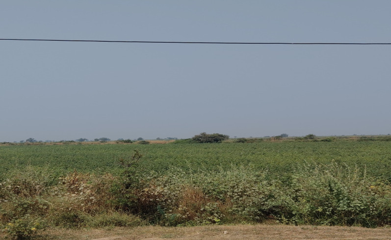  14 Acre Agricultural/Farm Land for Sale in Dhandhuka, Ahmedabad