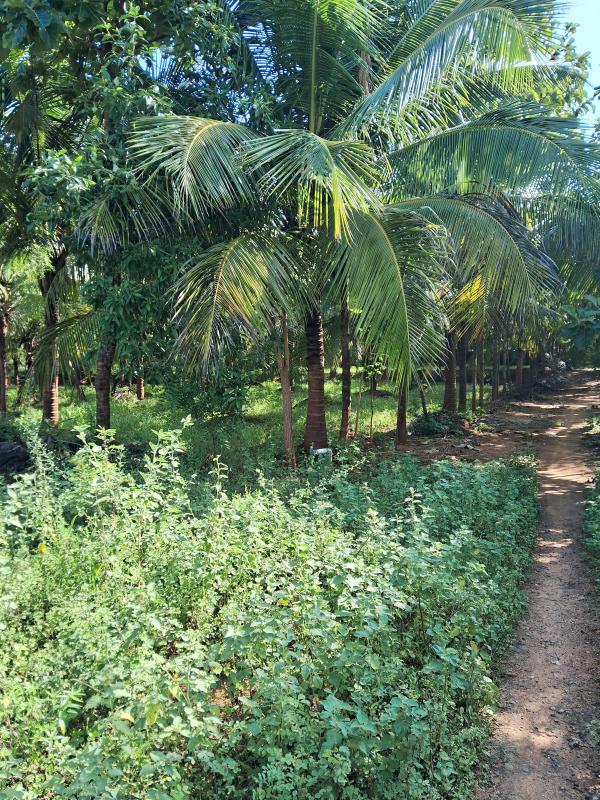  Agricultural Land 10 Acre for Sale in Thuraiyur, Tiruchirappalli