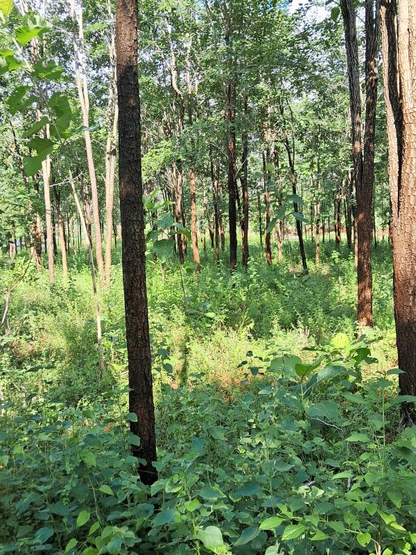  Agricultural Land 10 Acre for Sale in Thuraiyur, Tiruchirappalli