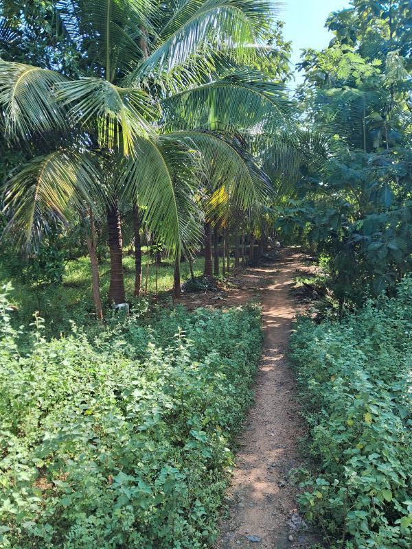  Agricultural Land 10 Acre for Sale in Thuraiyur, Tiruchirappalli