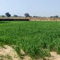  Agricultural Land for Sale in Sikar Road, Jaipur