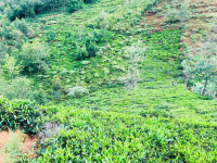  Agricultural Land for Sale in Coonoor, Nilgiris