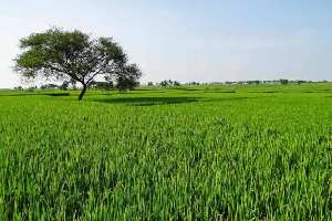 Agricultural Land for Sale in Durana, Ambala