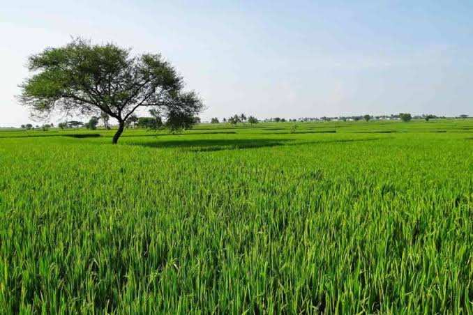 Agricultural Land 9 Acre for Sale in Durana, Ambala