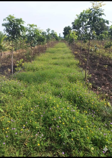 Narayankhed, Sangareddy photo 2