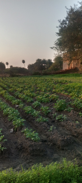  1200 Sq.ft. Residential Plot for Sale in Super Corridor, Indore