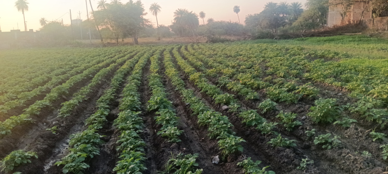  1200 Sq.ft. Residential Plot for Sale in Super Corridor, Indore