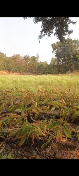  1 Acre Agricultural/Farm Land for Sale in Nawabpet, Vikarabad