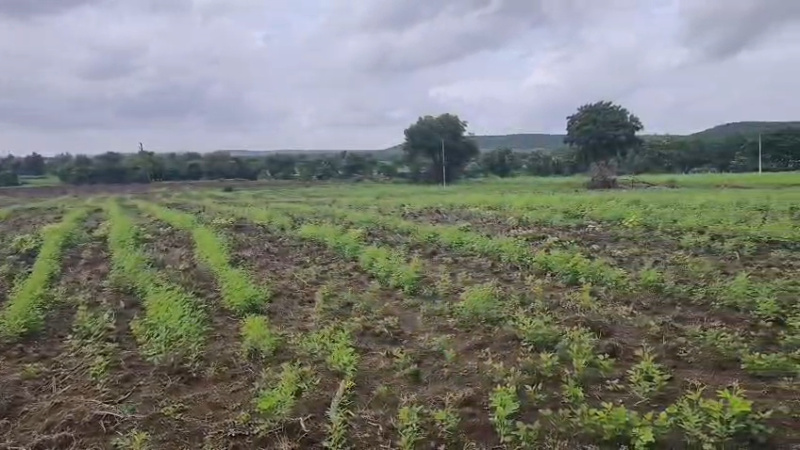 Mailardevarampally, Vikarabad photo 4