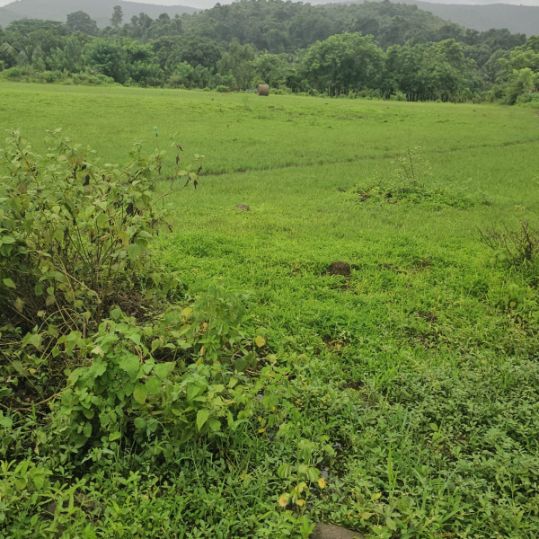  20 Acre Agricultural/Farm Land for Sale in Pen, Raigad