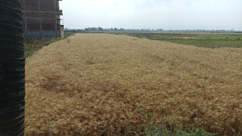  Agricultural Land for Sale in Beldari Chak, Patna