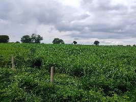  Agricultural Land for Sale in Katangi, Jabalpur