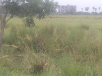Residential Plot for Sale in Puri-Bramhagiri Road