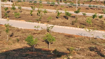  Residential Plot for Sale in Shadnagar, Hyderabad