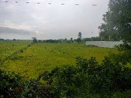  Agricultural Land for Sale in Parasia, Chhindwara