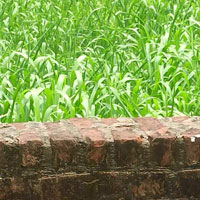  Agricultural Land for Sale in Ram Naath Nagar, Deoria