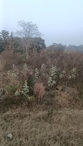  Commercial Land 14 Guntha for Sale in Jarasingha, Angul