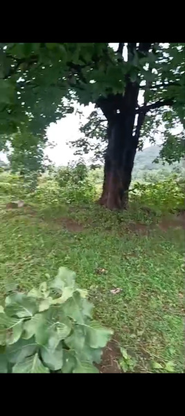  Industrial Land 12 Acre for Sale in Handapa, Angul