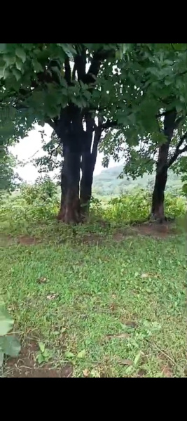 Industrial Land 12 Acre for Sale in Handapa, Angul