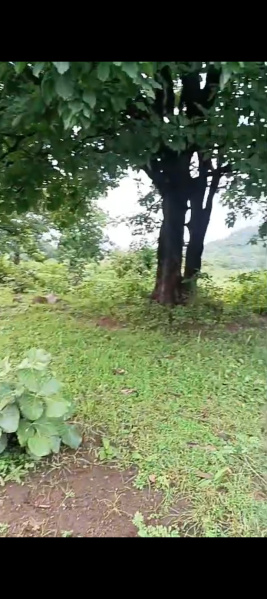  Industrial Land 12 Acre for Sale in Handapa, Angul