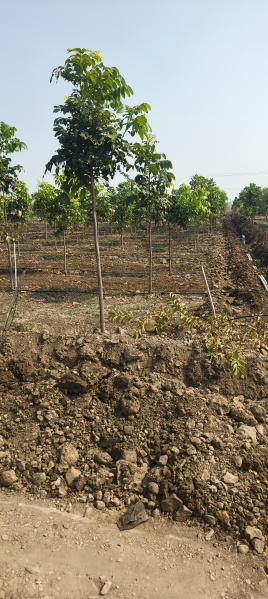  121 Sq. Yards Residential Plot for Sale in Narayankhed, Sangareddy