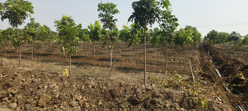  121 Sq. Yards Residential Plot for Sale in Narayankhed, Sangareddy