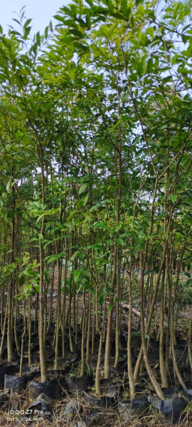  121 Sq. Yards Residential Plot for Sale in Shadnagar, Hyderabad