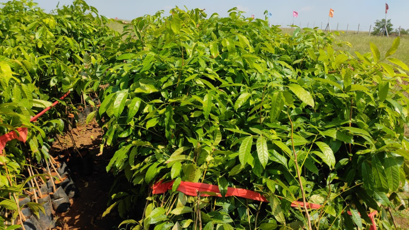  605 Sq. Yards Residential Plot for Sale in Narayankhed, Sangareddy