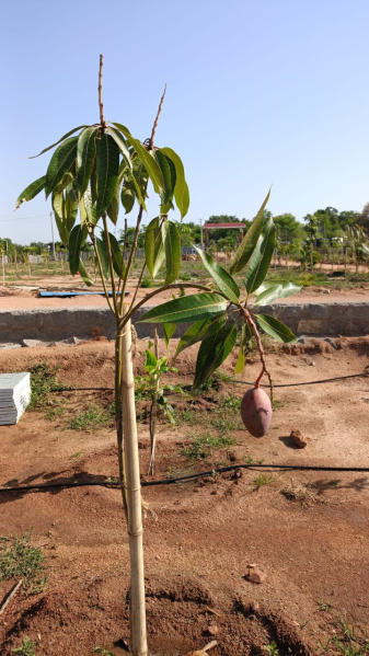 Additional image 3 of Shadnagar, Hyderabad