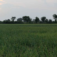  Agricultural Land for Sale in Bagasara, Amreli